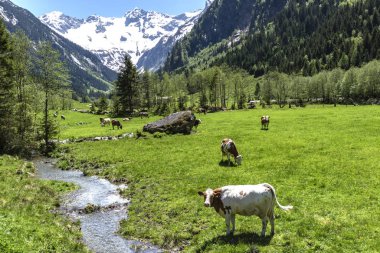 Alp çayırı pastoral dağ manzarasında inekler, Avusturya,Tirol