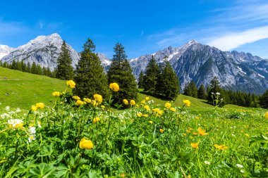 Alp çayırları Karwendel Doğa Parkı, Avusturya, Tirol.