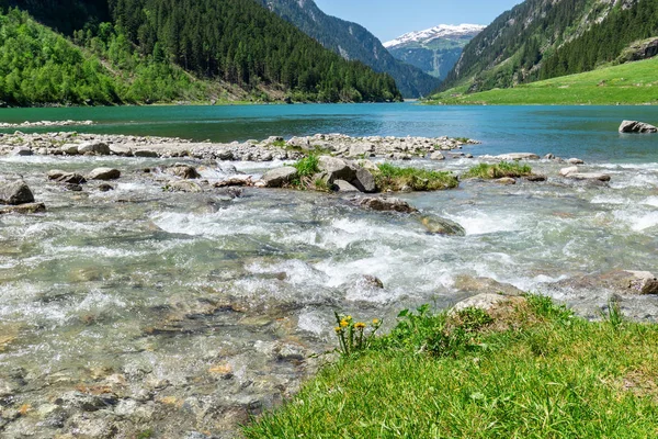 高速な水流が山の湖に流れ込む 豊かな植生に囲まれた小川の石を持つ風景 アルプスの夏の山の風景 オーストリア チロル — ストック写真