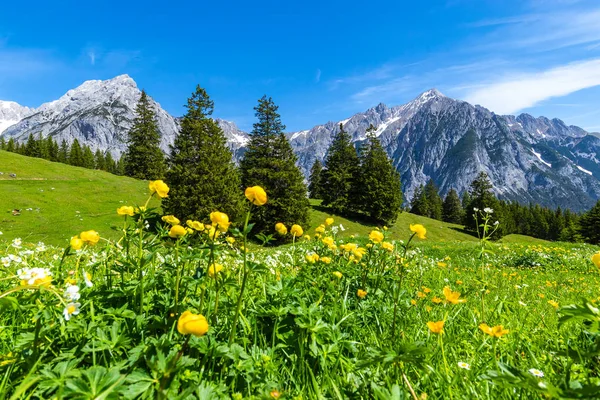 Alp çayırları Karwendel Doğa Parkı, Avusturya, Tirol.