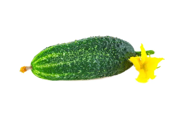 Gurke Oder Gurke Großaufnahme Frische Bio Unreife Gurke Oder Cornichon — Stockfoto