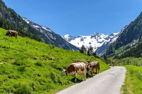Αγελάδες Που Βοσκούν Αλπικό Ορεινό Τοπίο Φωτογραφία Αρχείου