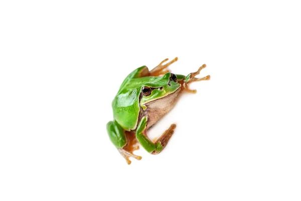 배경에 고립된 개구리 — 스톡 사진