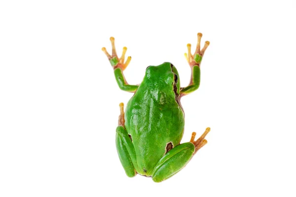 stock image Green frog climbing on white background.