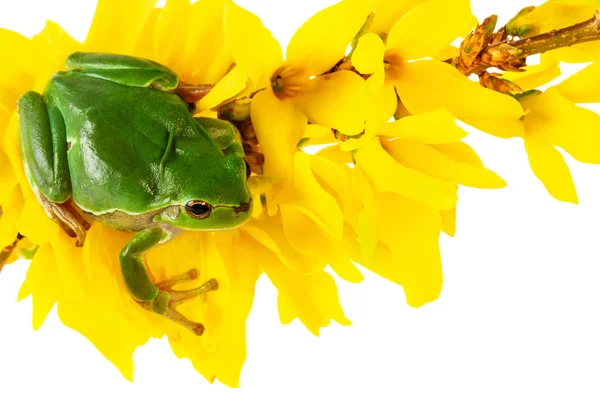 Zelená Žabka Žabák Kvetoucí Rostlině Izolovaný Bílém Pozadí Koncepce Životního — Stock fotografie
