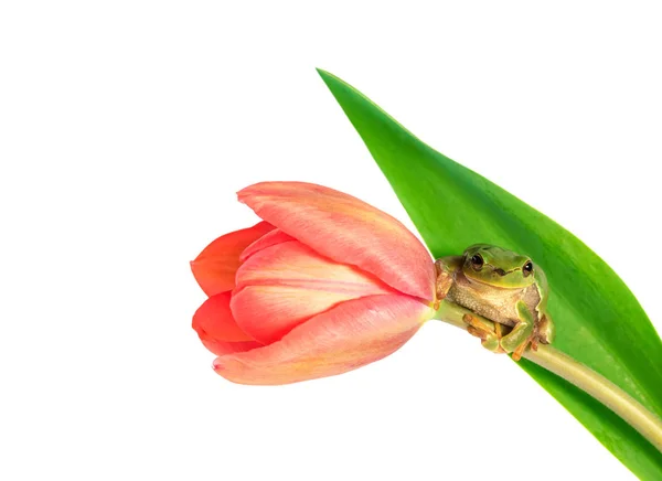Zelená Žába Šplhá Tulipán Bílém Pozadí — Stock fotografie