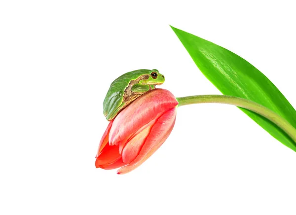 Green Frog Sitting Tulip Flower Tree Frog Pink Flower Isolated — Stock Photo, Image