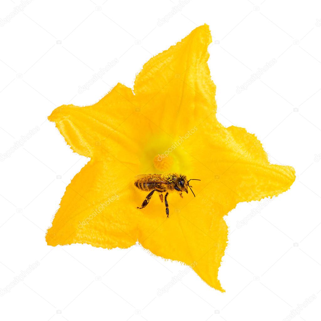 Bee as pollinators on yellow flower isolated on white. Honey bee as environment concept.
