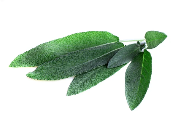 Sage Leaves White Background — Stock Photo, Image
