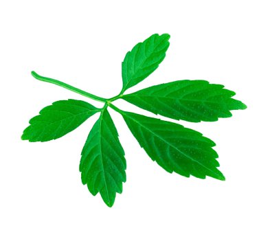 Jiaogulan yaprak veya Beş Yaprak Ginseng veya Mucize Çim veya Güney ginseng veya Ölümsüzlük Herb Beyaz Izole. (Gynostemma pentaphyllum) 
