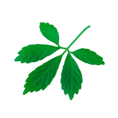Mucize Çim veya Jiaogulan Yaprak veya Güney ginseng veya Gynostemma pentaphyllum veya Beş Yaprak Ginseng veya Ölümsüzlük Herb Beyaz Izole