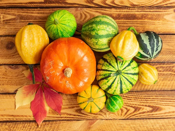 Otoño Calabaza Acción Gracias Concepto Fondo — Foto de Stock