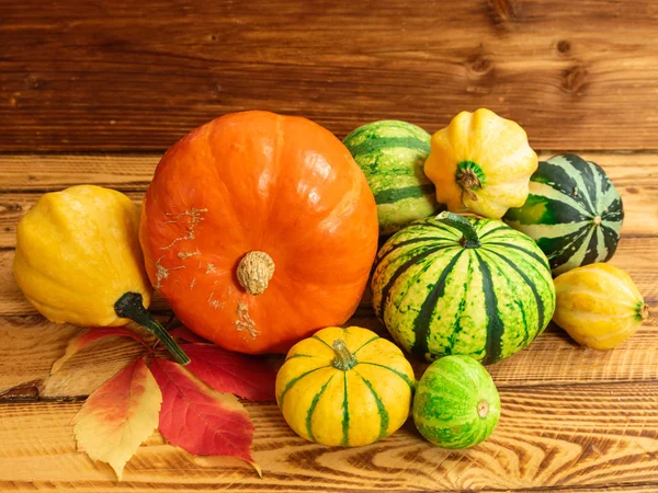 Variedad Calabazas Cosecha Naturaleza Muerta — Foto de Stock