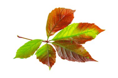 Sonbahar yaprakları Bakire sarmaşıklar ya da sürüngenler beyazlar üzerinde yalıtılmış