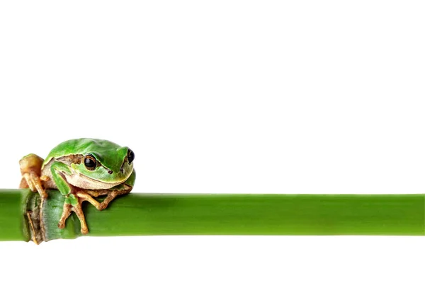 Green Frog White Environmental Concept Background Tree Frog Green Bamboo — Stock Photo, Image