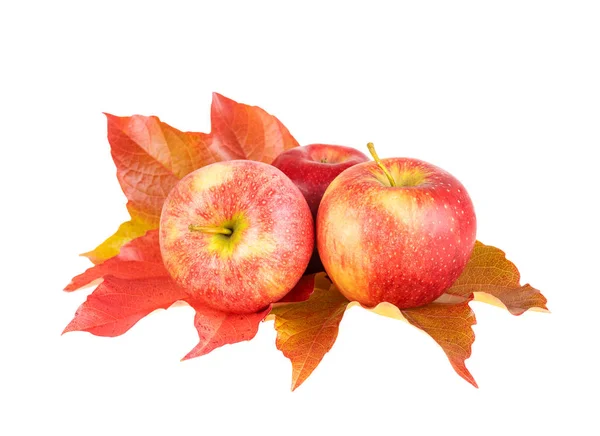 Bright Autumn Apple Fruits Red Apples Fall Leaf Isolated White — Stock Photo, Image