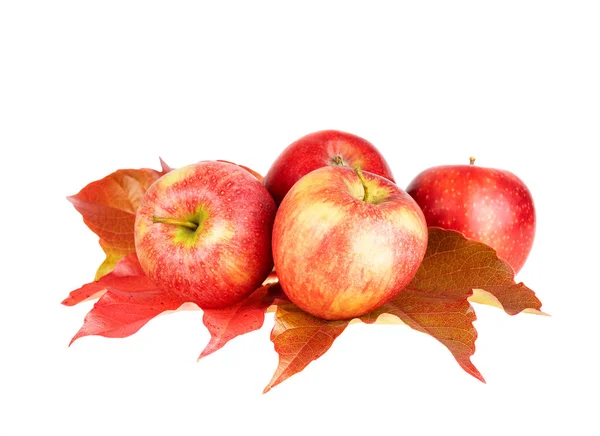 Rote Apfelfrüchte Auf Herbstblättern Isoliert Auf Weißen — Stockfoto