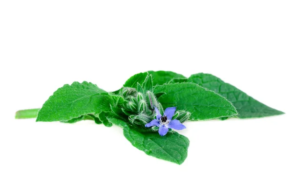 Borage Borretsch Groene Bladeren Blauwe Bloem Geïsoleerd Wit Borago Officinalis — Stockfoto