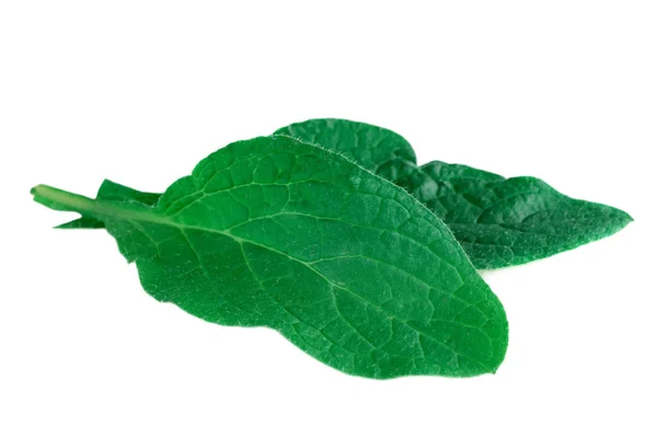 Borůvkové Nebo Borrečkové Zelené Listy Izolované Bílo Borago Officinalis — Stock fotografie