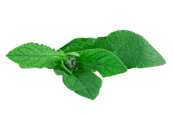 Borragine Borretsch Pianta Verde Isolata Bianco Borago Officinalis — Foto Stock