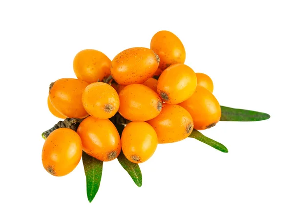 Buckthorn Isolato Bianco Con Percorso Ritaglio — Foto Stock