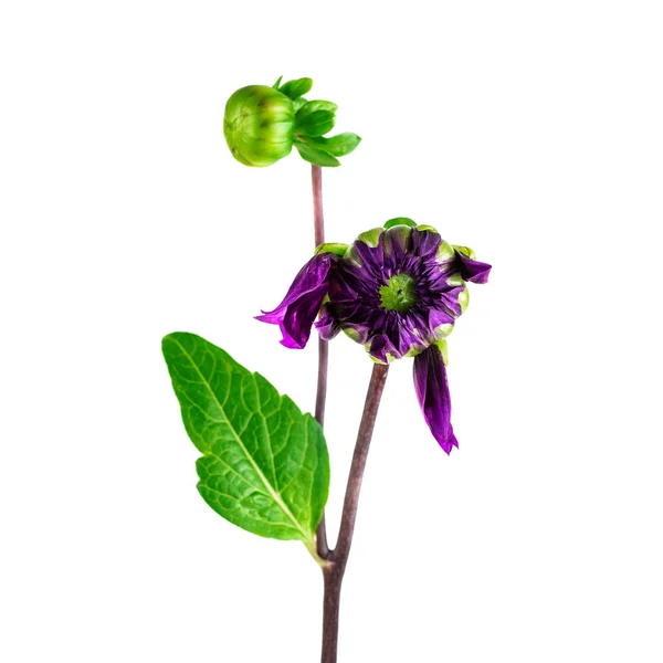 Dahlia Flower Bud Bloom Purple Dahlia Bud Stem Isolated White — Stock Photo, Image