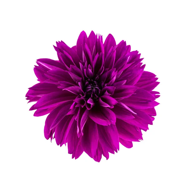 Fiore Dahlia Testa Fiore Dalia Viola Fiore Isolato Bianco — Foto Stock