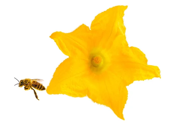 Honungsbi Och Gul Blomma Isolerad Vitt Miljökoncept — Stockfoto