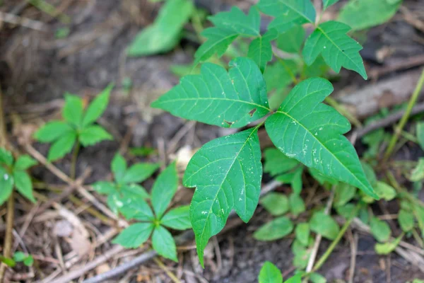 Poison Ivy Anläggningen Skogen Bland Andra Växter — Stockfoto