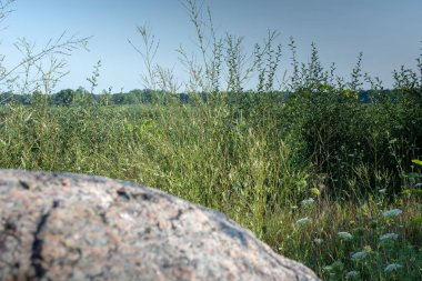 Ön planda büyük bir kayanın içinde belgili tanımlık geçmiş vahşi bir alanla.