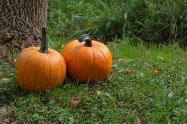 Bir ağaç Bankası yanındaki yeşil çimenlerin üzerinde oturan iki kabaklar.