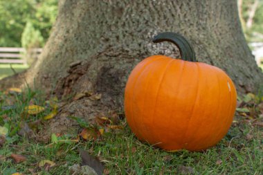 Bir ağaç dibinde yaprakları ile yeşil çimenlerin üzerinde oturan tek bir kabak.