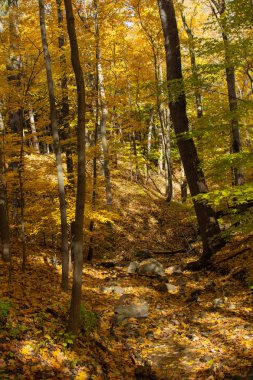 Ormanda bir güneşli sonbahar gününde bir Kuru kayalık akarsu yatak.