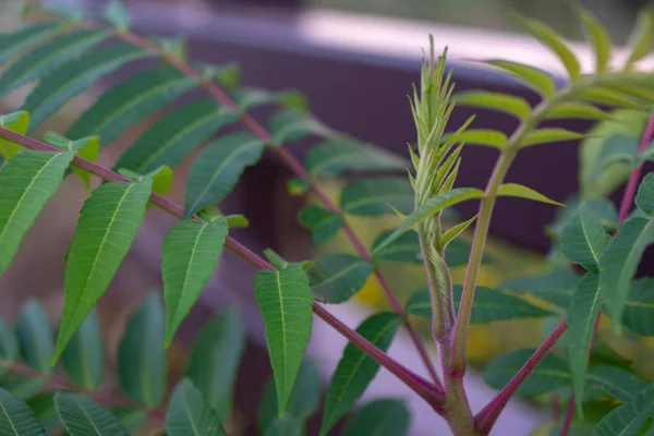 Светло Зеленое Растение Открытым Небом Фиолетовыми Стеблями Растет Вдоль Коричневого — стоковое фото