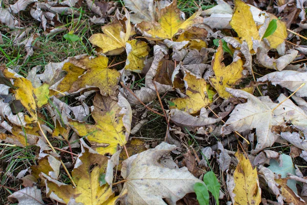 Сухие Листья Желтого Клена Зеленой Траве Течение Осеннего Сезона — стоковое фото