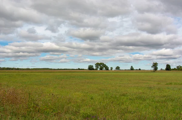 Een Groene Weide Met Een Cornfield Bomen Verte Een Bewolkte — Stockfoto