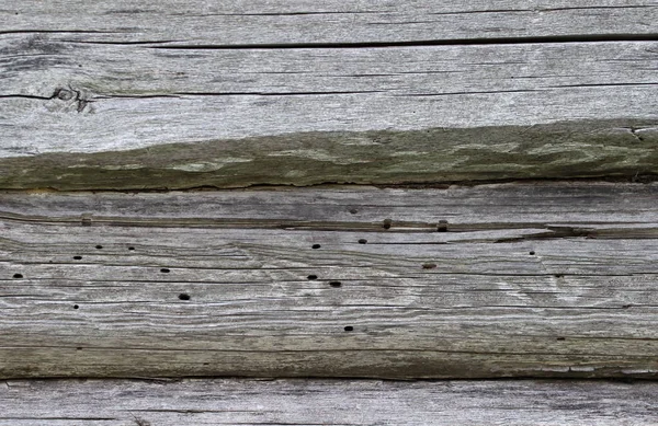 Old wood spoiled by bark beetle. Wooden texture background.