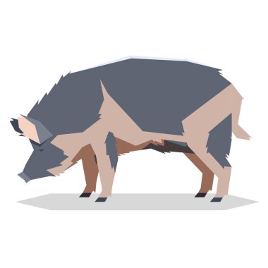 Düz geometrik Ossabaw ada domuz