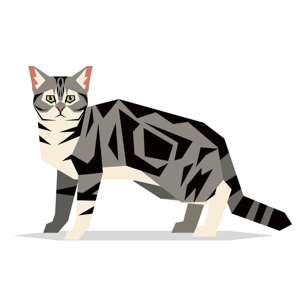 白い背景の上のアメリカのアメショー猫の品種 — ストックベクタ
