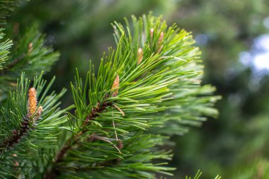 üzerinde Pop Ivan dağı çam