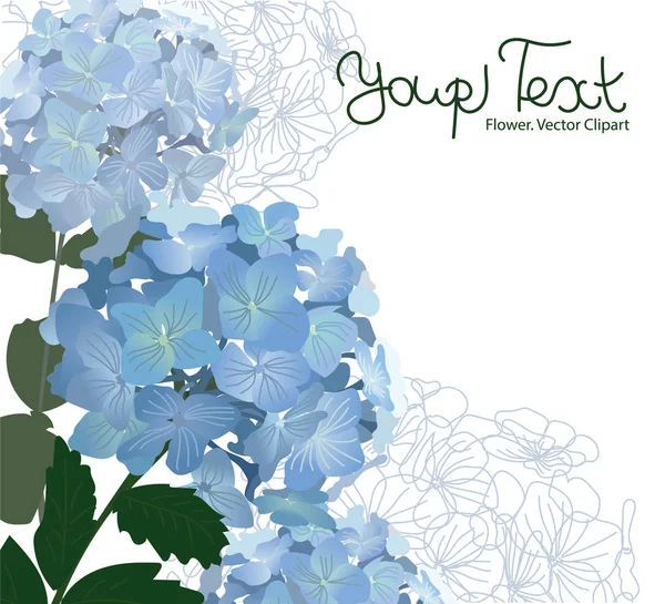 Vector illustration with delicate blue flowers hydrangea.