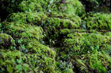 Kayaların üzerinde büyüyen ecek bitki.