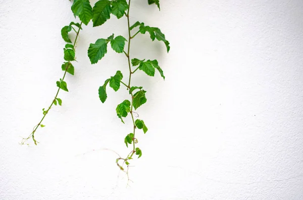 Creeper Appeso Muro Bianco — Foto Stock