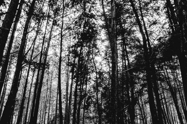 Mira Los Árboles Bosque Desde Ángulo Bajo — Foto de Stock