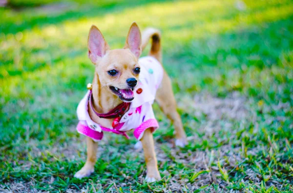 Küçük chihuahua köpek çim çalışıyor.