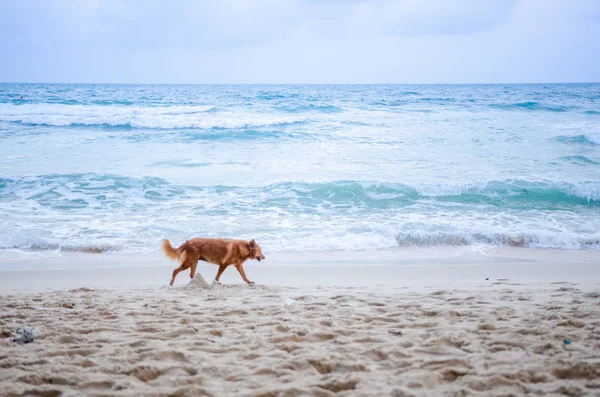 Köpek sahil, Tayland çalışıyor.