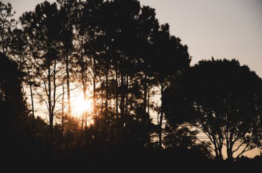 Ormanda ağaçların arasında parlayan akşamları günbatımı