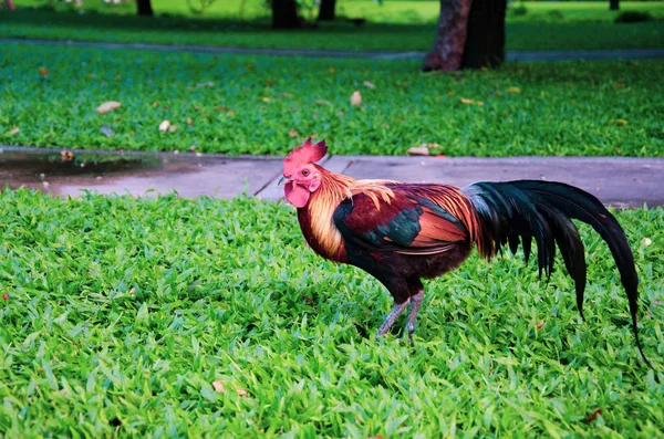 Erkek Bantam, güzel renk, çim yemek arıyor