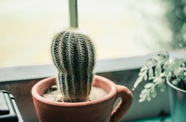 Kaktüs birçok türde kafede dekore edilmiştir. 5