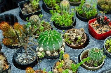 Kaktüs birçok türde kafede dekore edilmiştir. 7